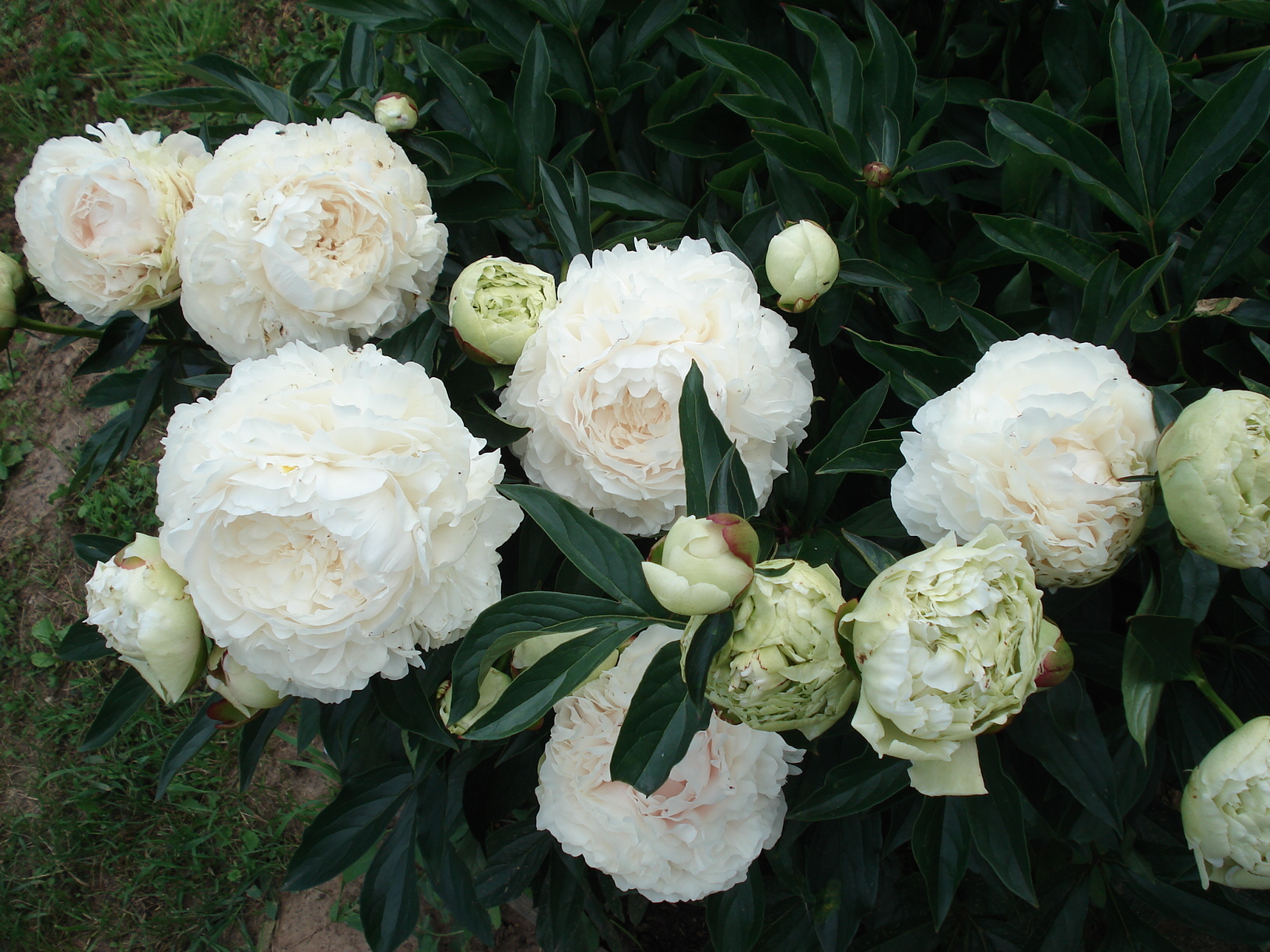 Пион Соланж