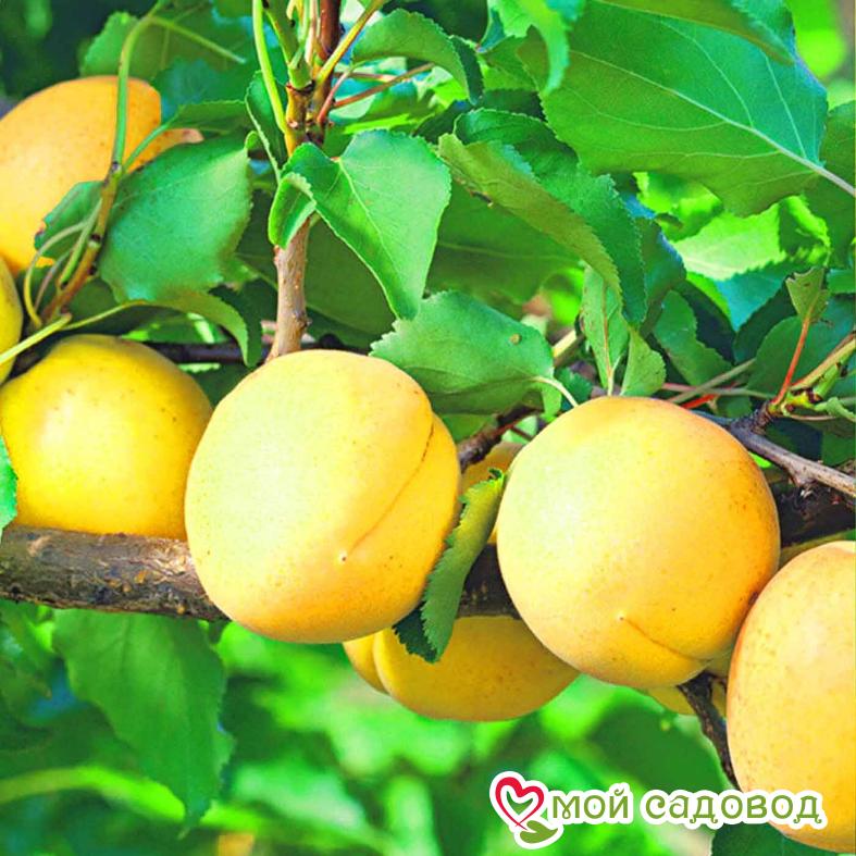 Абрикос Шалах (ананасный)