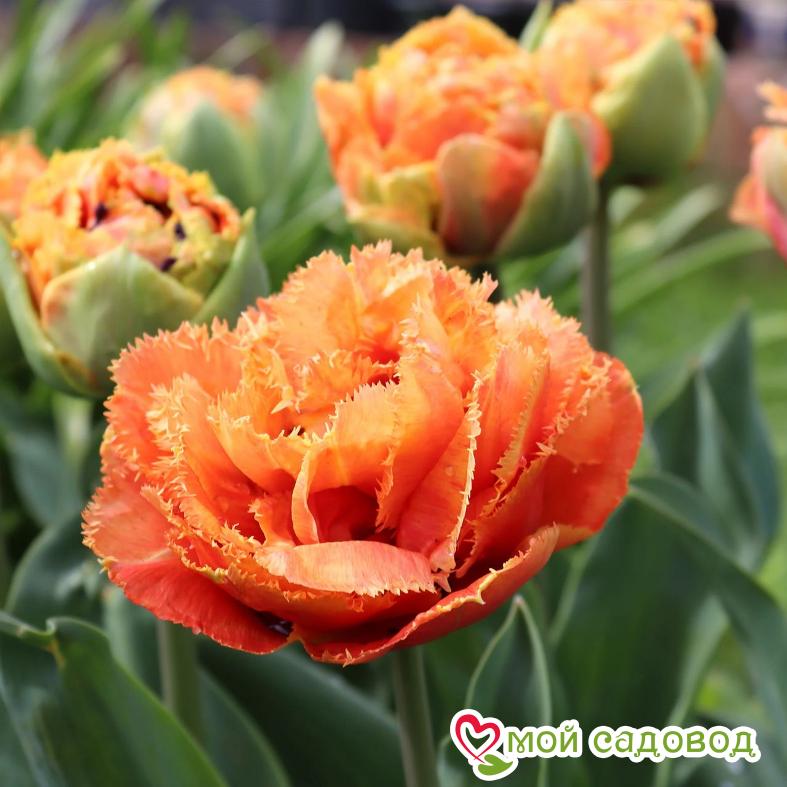 Тюльпан Сенсуал Тач