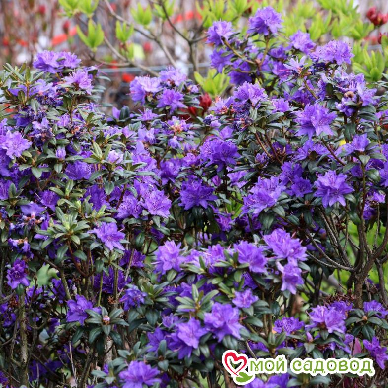 Азалия/Рододендрон краснеющий Лауретта