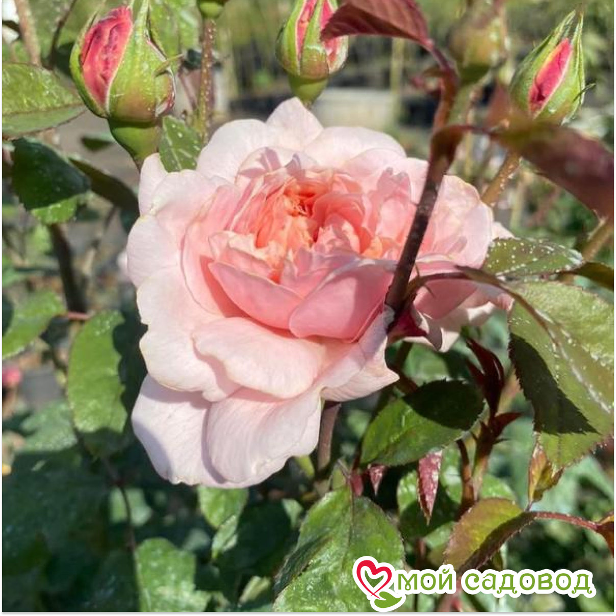 Роза чайно-гибридная Свит Антик