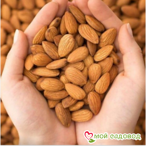 Миндаль Прибрежный